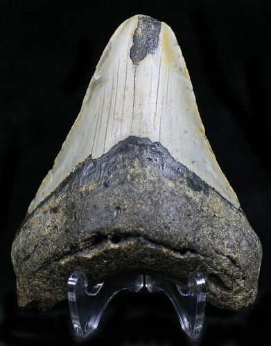 Bargain Megalodon Tooth - North Carolina #21966